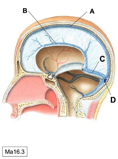 Dural Venous Sinuses Diagram Quizlet Hot Sex Picture