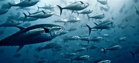 European Fishing Fleets Accused of Illegally Netting Tuna in Indian Ocean