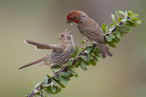 House Finches and House Sparrows | Celebrate Urban Birds