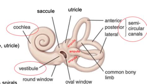 Vestibular System Flashcards Quizlet