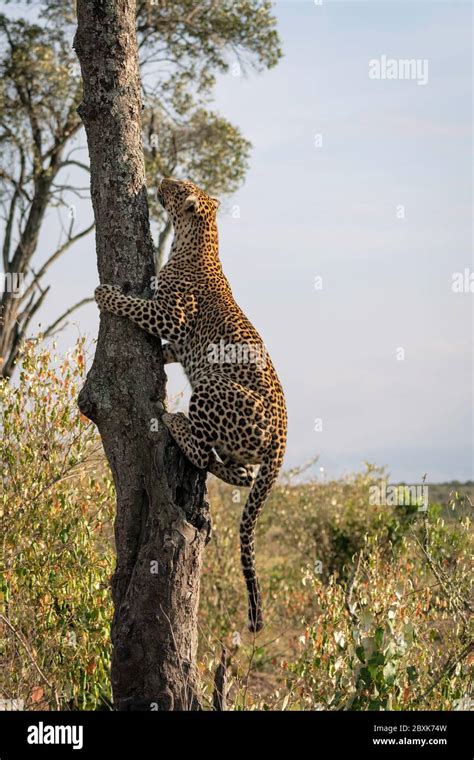 Large Female Leopard Named Lorian Climbing A Tree Image Taken In The