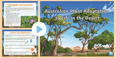 What Is The Australian Savanna Savanna Biome Facts Twinkl