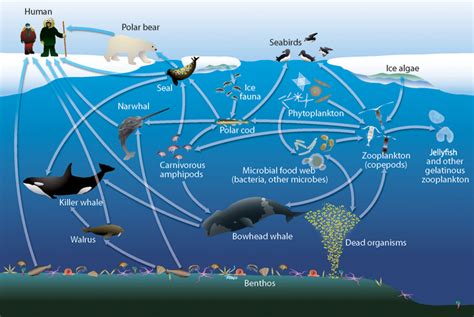 Arctic Wildlife Get To Know The Polar Cod Ocean Conservancy