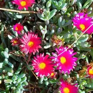 Groundcover Desert Shade Nursery