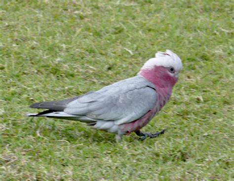 Galah From Bunya Bunya Tk Bunya Mountains QLD AU On July 11 2022 At