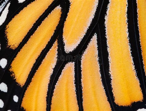 A Close Up Macro Shot Of The Scales On A Monarch Butterfly Wing Stock