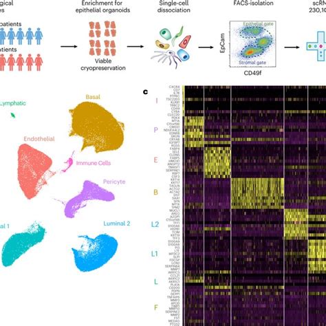 Single Cell Transcriptomics Analysis Of Human Breast Tissues From