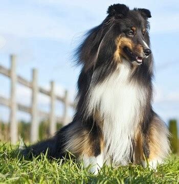 Raza de perro Pastor de Shetland Características y Carácter