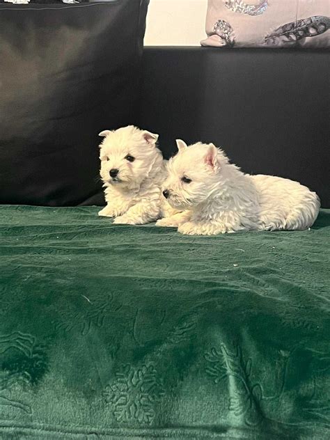 West Highland White Terrier Szczeniak Milejowice Olx Pl