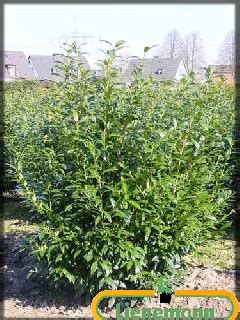 Prunus Laurocerasus Herbergii Baumschule Lienemann