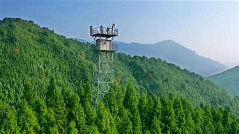 发扬岳山造林光荣传统 铺展绿美肇庆生态画卷