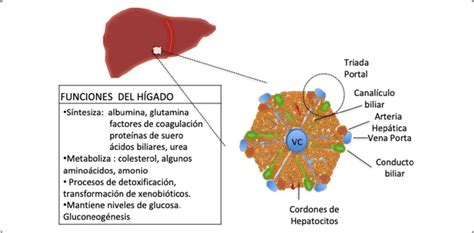 Rueda Cerveza Inglesa Saca La Aseguranza Unidad Anatomica Y Funcional