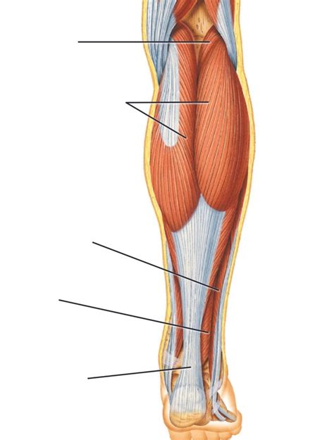 Muscles Of Posterior Leg Diagram Diagram Quizlet