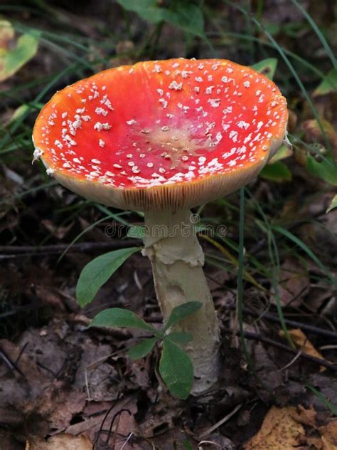 Fly Agaric Amanita Muscaria On The Forest Floor Stock Photo Image Of