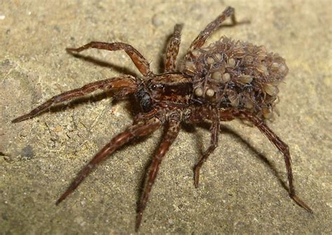 10 Creepy, Crazy Spider Facts | Animals Blog