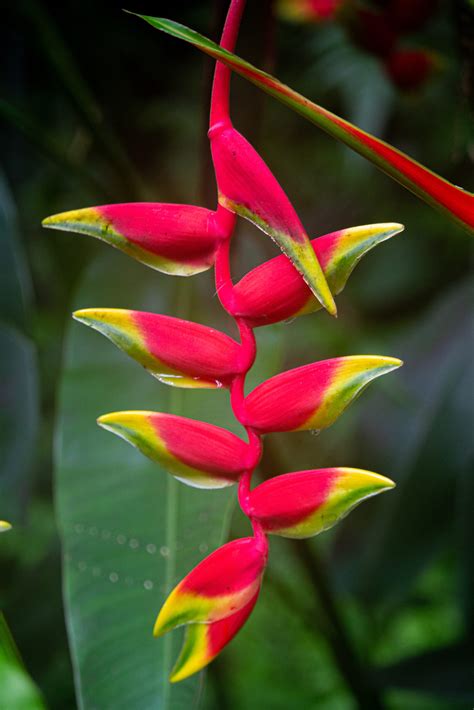 THE RAINFOREST - Hawaii Tropical Botanical Garden