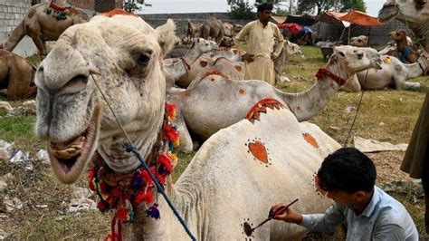 Kapan Hari Tasyrik Usai Idul Adha 1444 H 2023 Dilarang Puasa Berikut