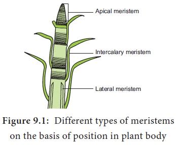 Meristematic Tissue - Characteristics, classification, Theories