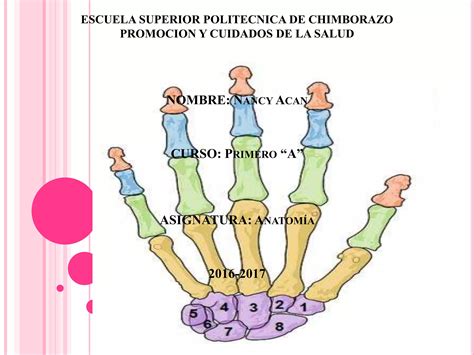 Anatomia De La Mano Y El Pie Nbkomputer