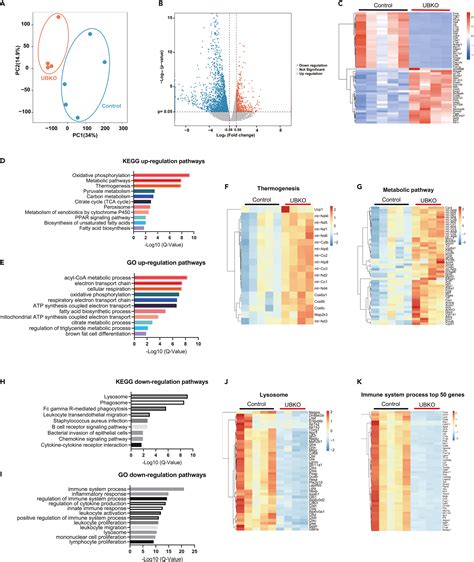 Ctnnb Catenin Inactivation In Ucp Positive Adipocytes Augments The