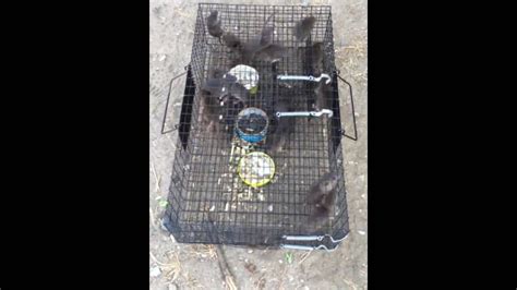 Greatest Rat Trap Ever Made Catch 15 Rats At Once The Ratinator Youtube