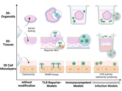 Organoids In Personalized Medicine FaCellitate