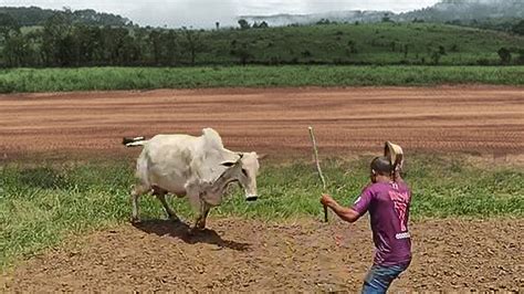 Quando A Vaca Te Atropela É Isso Que Acontece Agromundo NET