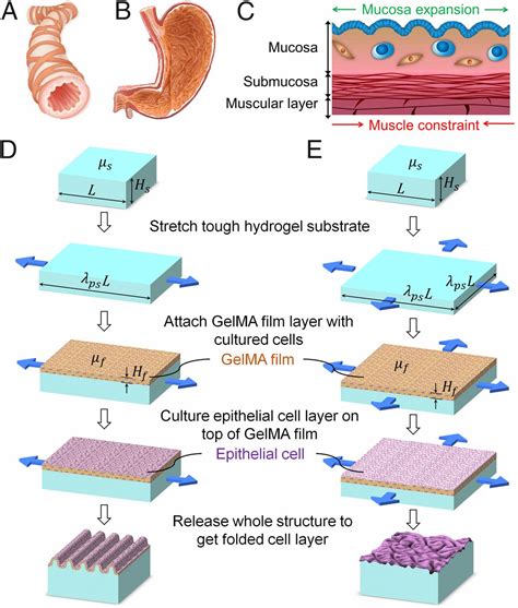 Folding Artificial Mucosa With Cell Laden Hydrogels Guided By Mechanics