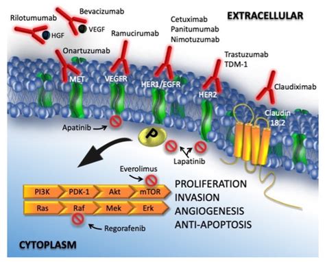 Targeted Therapies For Gastric Cancer Encyclopedia Mdpi