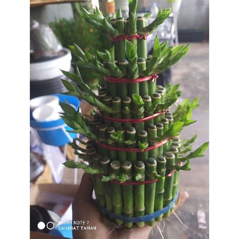 Jual Bambu Hoki Susun Tanaman Hias Lucky Bambu Tingkat Shopee