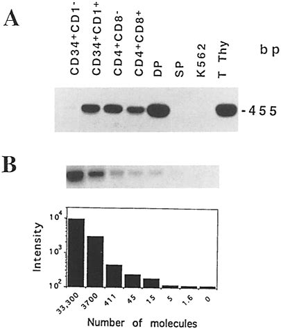 Regulation Of RAG I Expression During Human Intrathymic Development