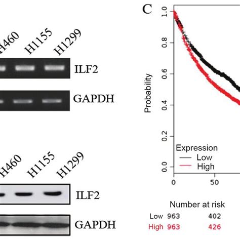 Ilf Is Highly Expressed In Nsclc Cell Lines And Is Associated With