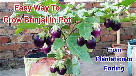 Simple Way To Grow Brinjal Plant In Pot How To Grow Brinjal At Home Grow Eggplant In Pot Youtube