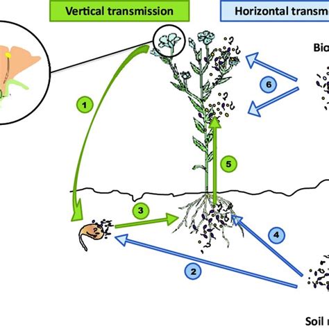 Schematic Overview Of Phytoremediation Of Air Pollution Download Scientific Diagram