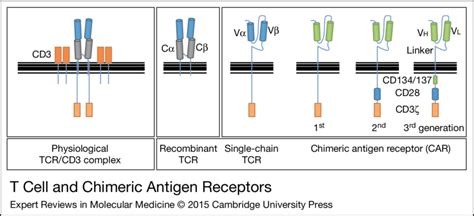 T Cell And Chimeric Antigen Receptors The αβ T Cell Receptor Tcr Download Scientific Diagram