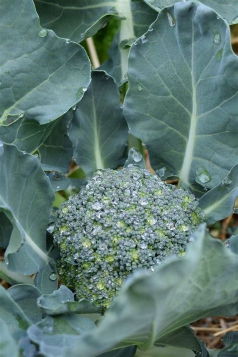 How To Grow Broccoli Easy Beginners Guide · Hidden Springs Homestead