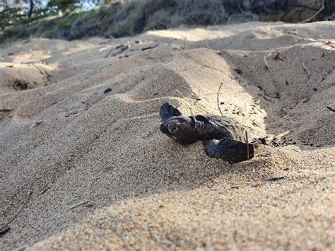 Loggerhead Turtle | Mackay and District Turtle Watch