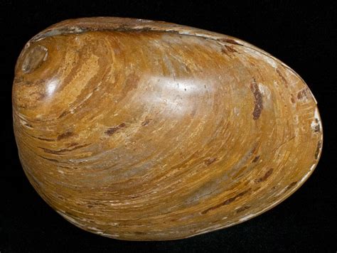 3 Wide Polished Fossil Clam Jurassic 12070 For Sale