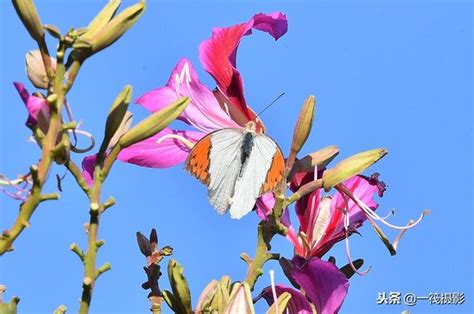 蝶恋花红花羊蹄甲花上的鹤顶粉蝶 搜狐大视野 搜狐新闻