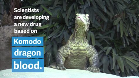 Komodo dragon blood might hold the key to the global antibiotic ...