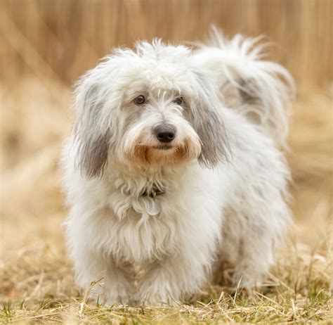 Coton De Tulear Puppies - Animal Kingdom | Puppies N Love