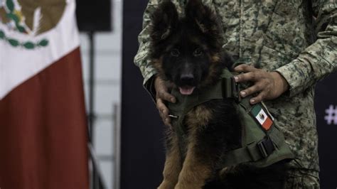 Perrito del Ejército donado por Turquía ya tiene nombre Esto sabemos