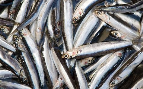 Si Accendono Le Lampare Del Mar Ligure Al Via La Pesca Dellacciuga