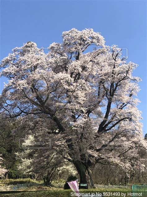 青空に映える満開の桜の写真・画像素材 5531493 Snapmart（スナップマート）