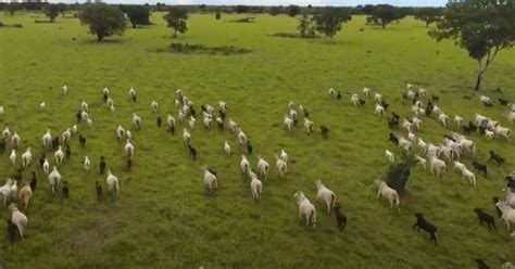 Maior Fazenda Terá 200 Mil Cabeças De Gado Vídeo Conteúdo E