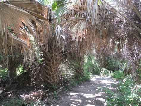 NorthernWings: Lower Rio Grande Valley, July 12-14.