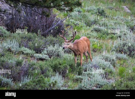 Mule Deer Odocoileus Hemionus Buck In Velvet Rocky Mountain National