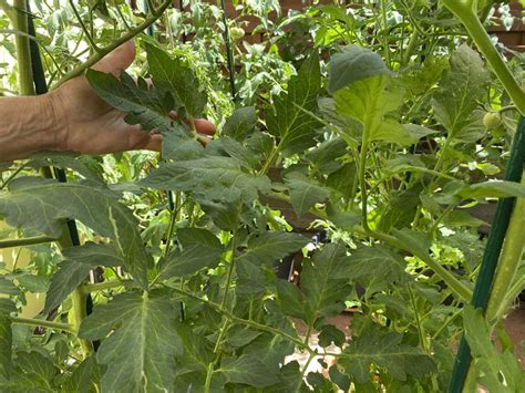 Tomatenbl Tter Zu Dicht Gewachsen Gartenmoni De Altes Wissen Bewahren