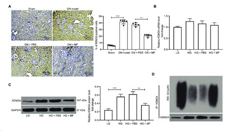 Mf Promotes Ubiquitination And Degradation Of Lysine Specific