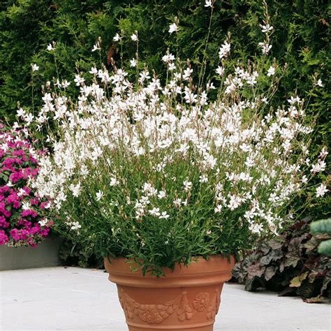 Gaura Lindheimeri Geyser Blanc Fleurir Sa Ville